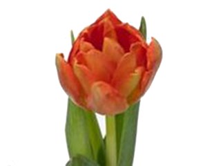 Τουλίπες Viking