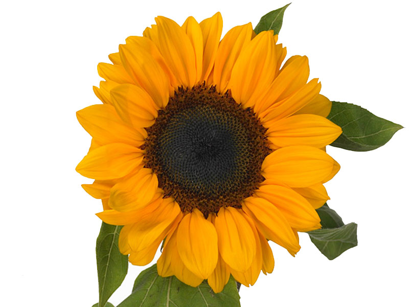 Helianthus Vincent