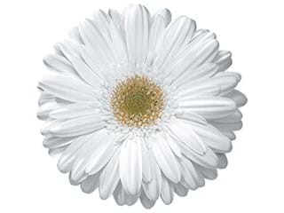 Ζέρμπερες Virginia