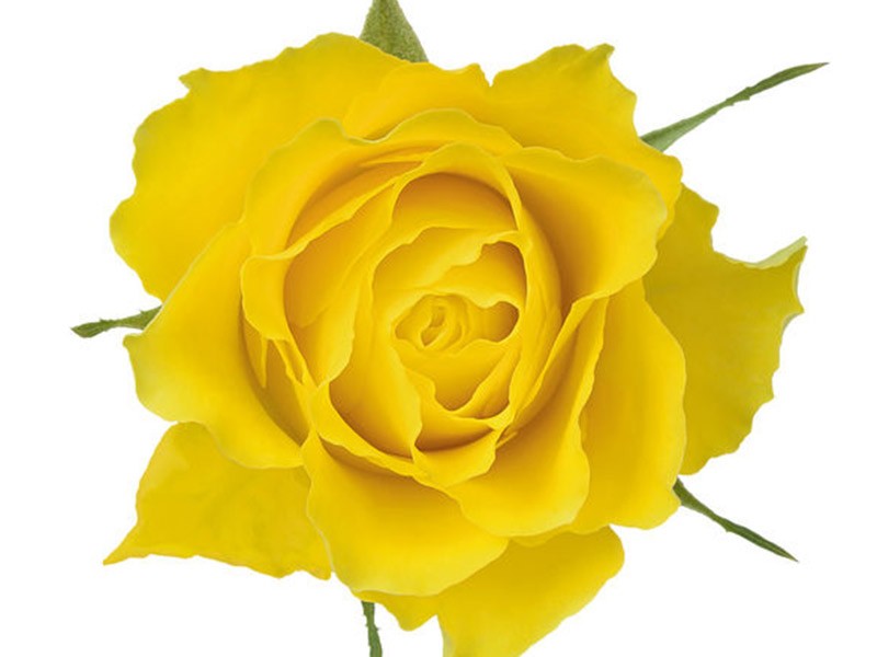 Rosa Viva