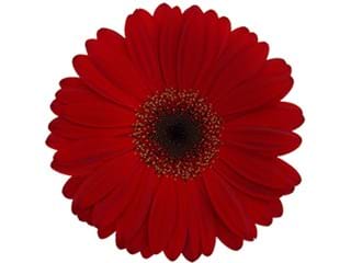 Ζέρμπερες Warrior