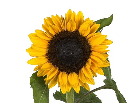 Helianthus Water Orange