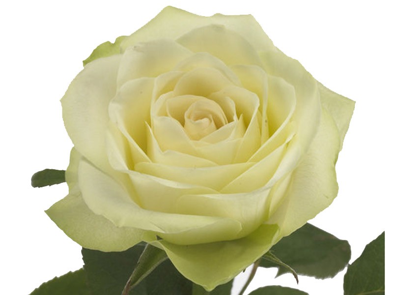 Rosa Wedding Bell
