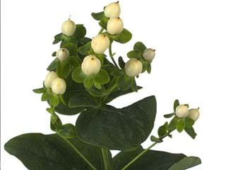 Hypericum White Candor