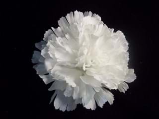 Γαρύφαλλα White Liberty