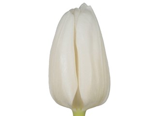 Τουλίπες White Dream