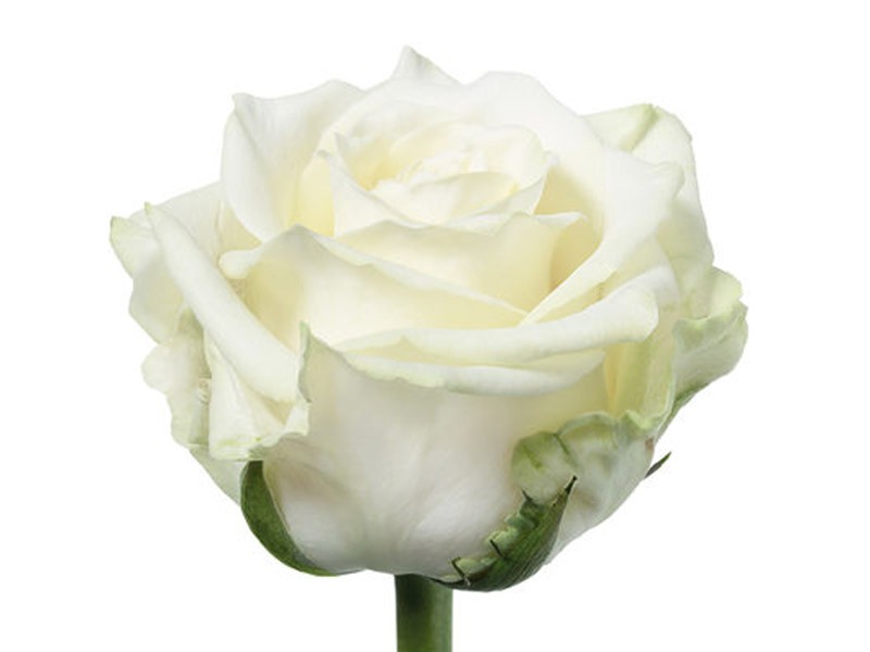 Rosa White Naomi