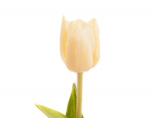 Τουλίπες Cream Par