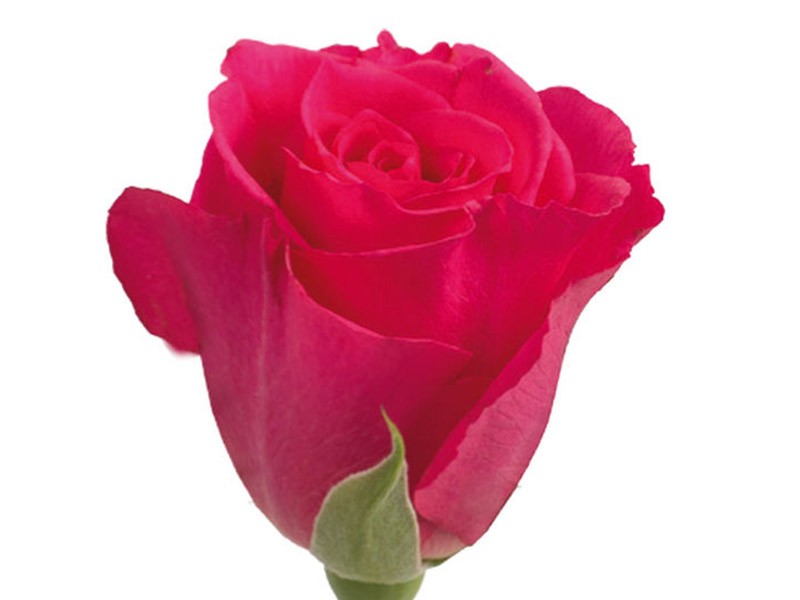 Rosa Wild Calypso