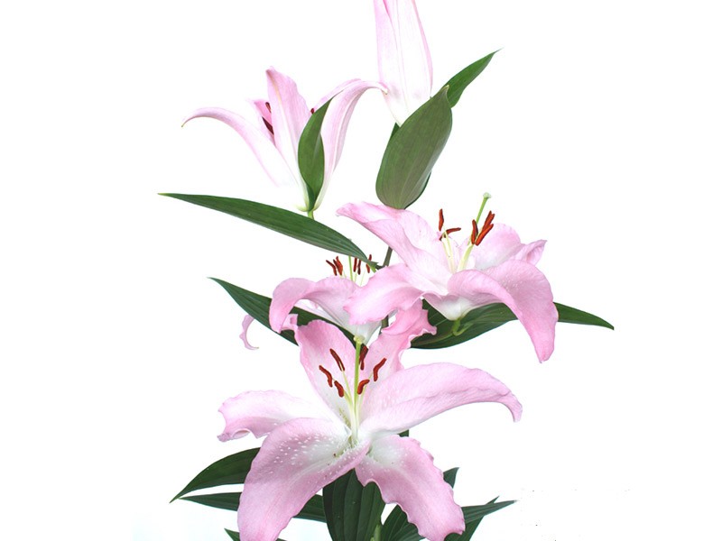 Lilium Or Willeke Alberti