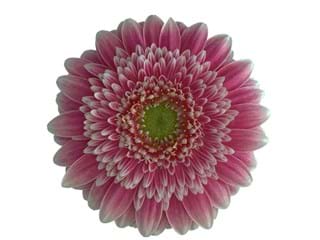 Ζέρμπερες Wonderland