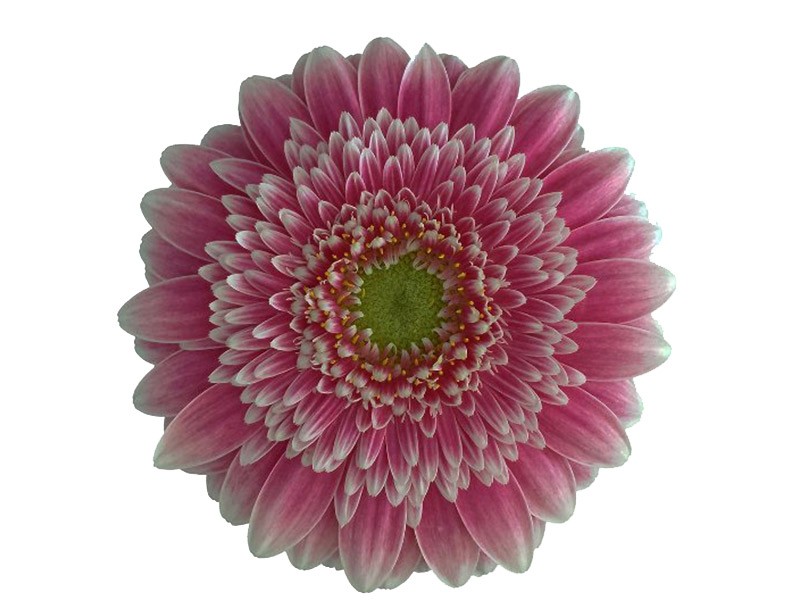 Gerbera Wonderland