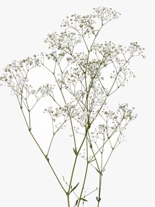 Gypsophila Xlence