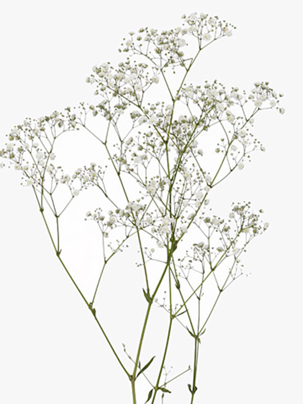Gypsophila Xlence