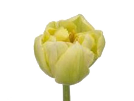Τουλίπες Yellow Verona