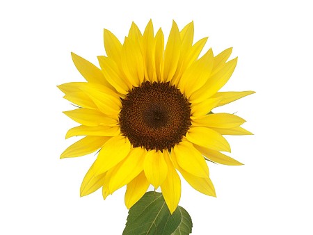 Helianthus Yellow