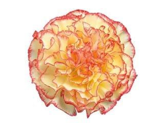 Γαρύφαλλα Yellow Viana