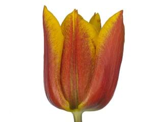 Τουλίπες Yokos Dream