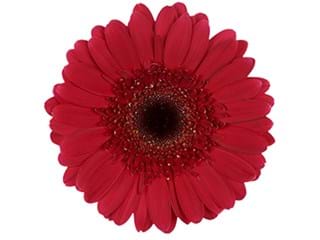 Ζέρμπερες Zoe